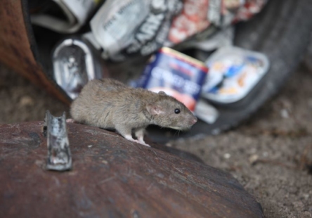 Image taken from - https://news.rla.org.uk/rats-thriving-due-to-mild-uk-winters-top-tips-for-landlords/