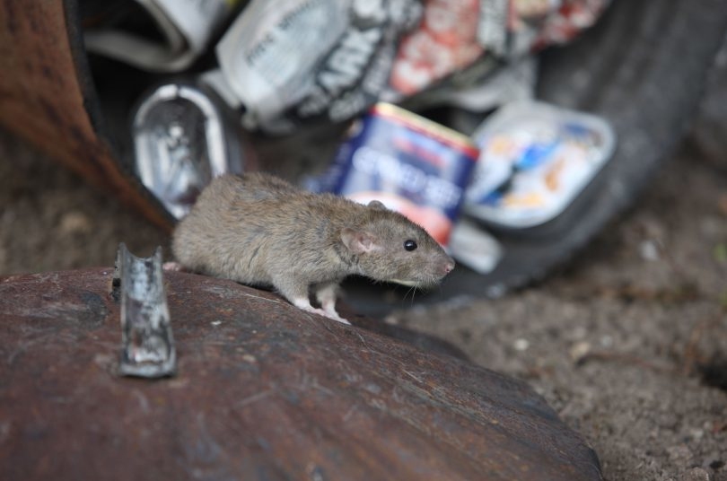 Image taken from - https://news.rla.org.uk/rats-thriving-due-to-mild-uk-winters-top-tips-for-landlords/
