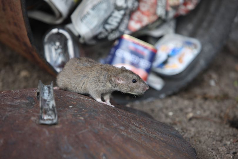 Image taken from - https://news.rla.org.uk/rats-thriving-due-to-mild-uk-winters-top-tips-for-landlords/